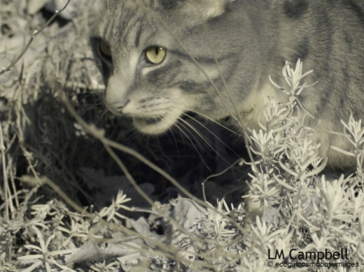 Infrared photo of a tabby cat focusing