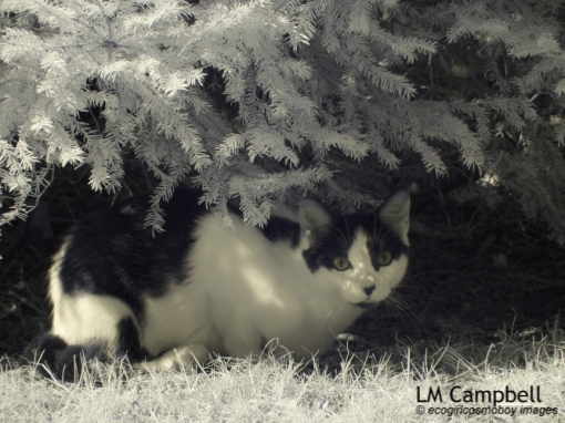 IR photograph of a black&white cat under shrubbery