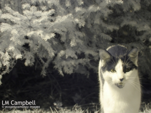 IR Black&White Cat stepping out of some shrubbery