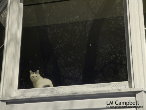 A white cat in a window with flowering tree reflection